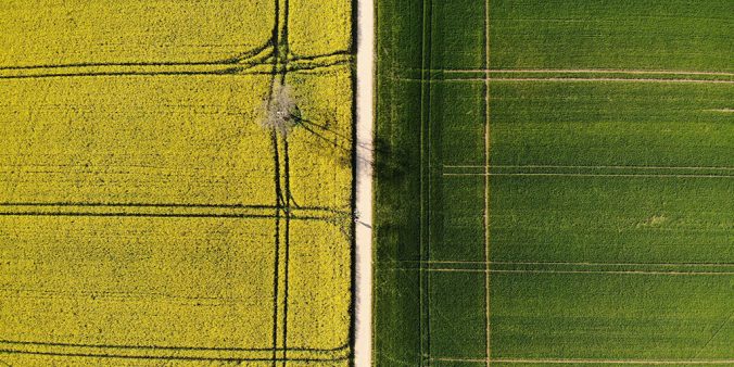Road in centre with a yellow crop on the left and green grass on right